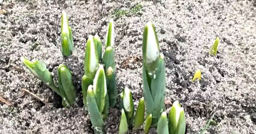 Фото: Telegram-канал «ОК! Старый Оскол»