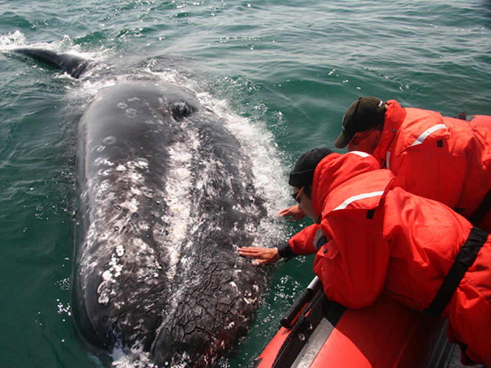 Серый кит приплыл знакомиться.