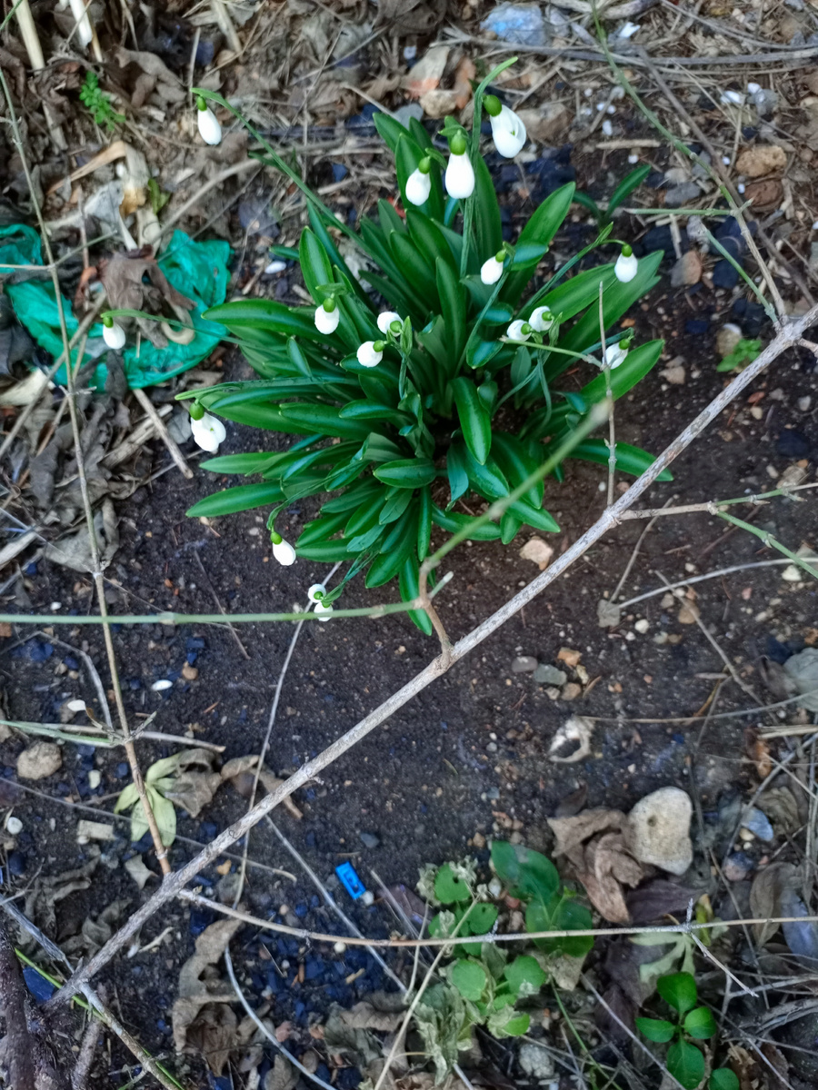 Вот они,наши подснежники 