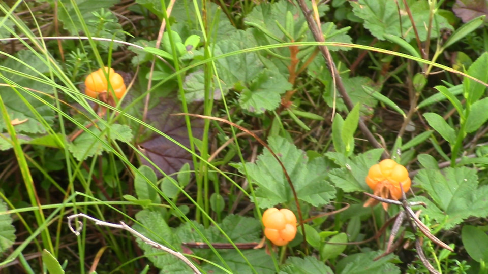 Морошка так растёт