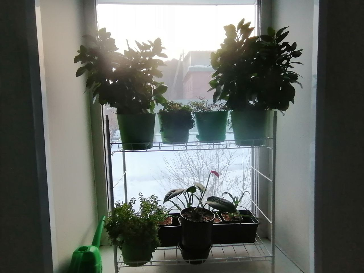 Это треть от стеллажа, пока стоит с цветами, фото автора, частный дом, окна маленькие