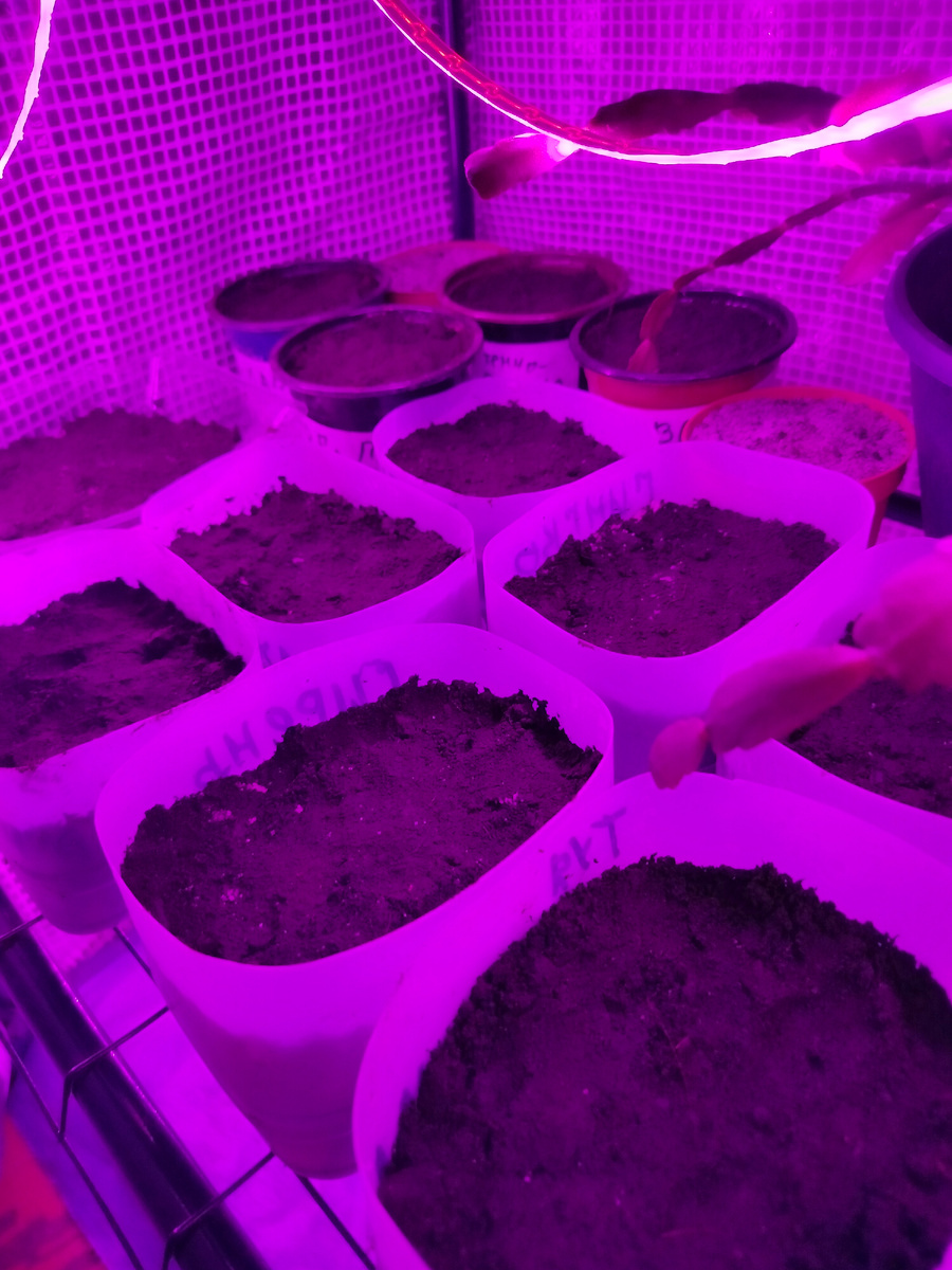 Мои будущие саженцы.