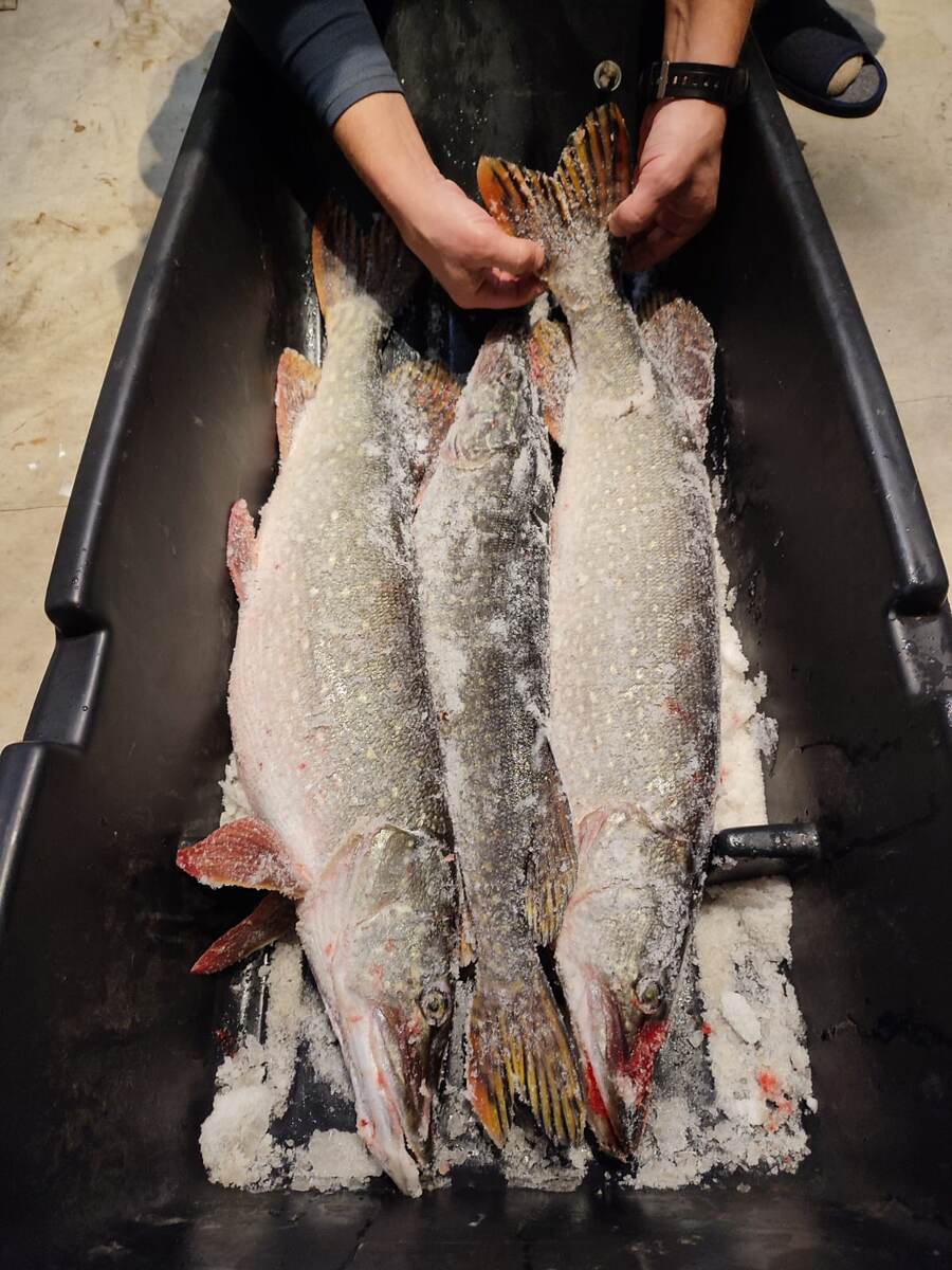 Фото от автора