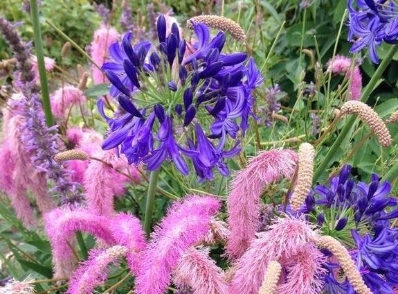 Кровохлёбка хакузанская Лилак Сквиррел