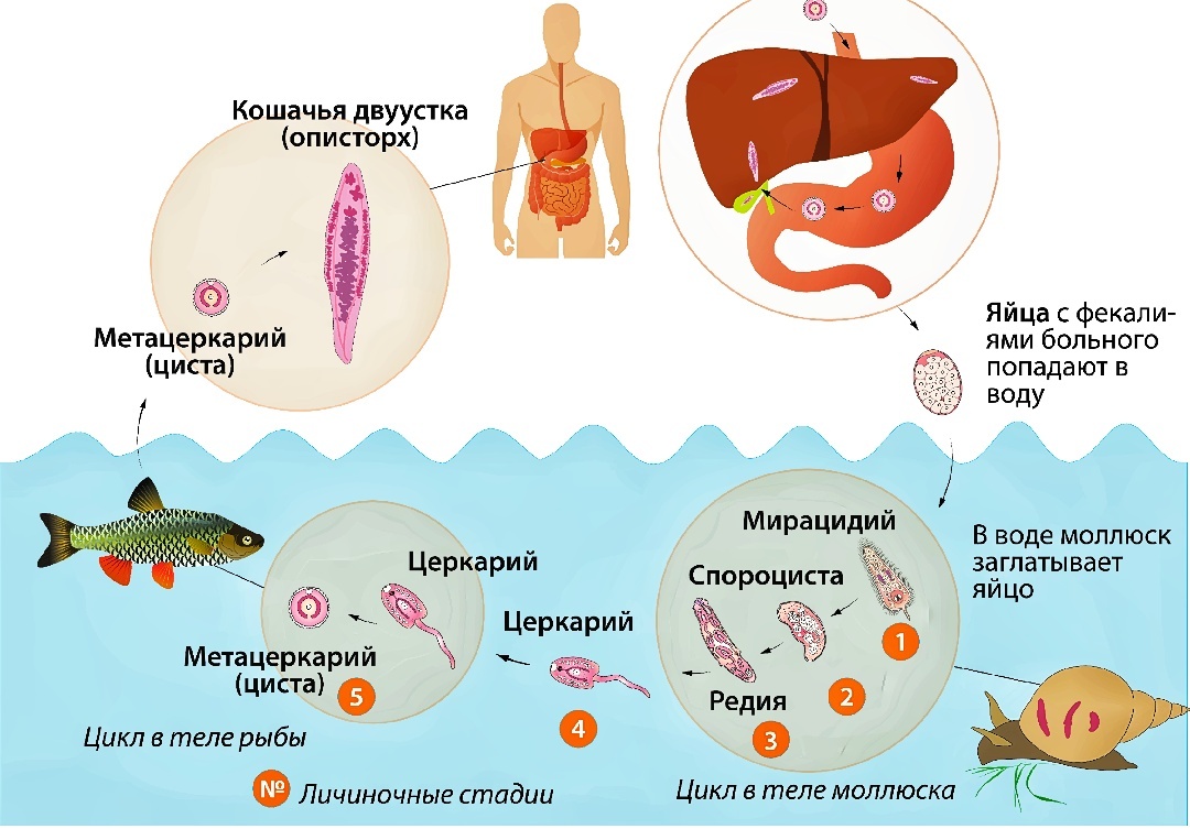 Схематично представлен жизненный цикл описторха