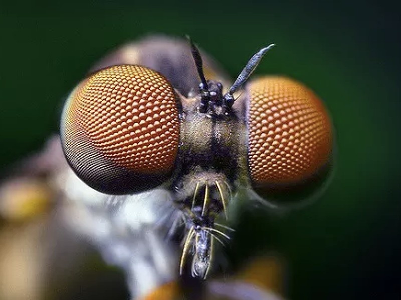    Новая сверхтонкая камера имитирует зрение насекомых