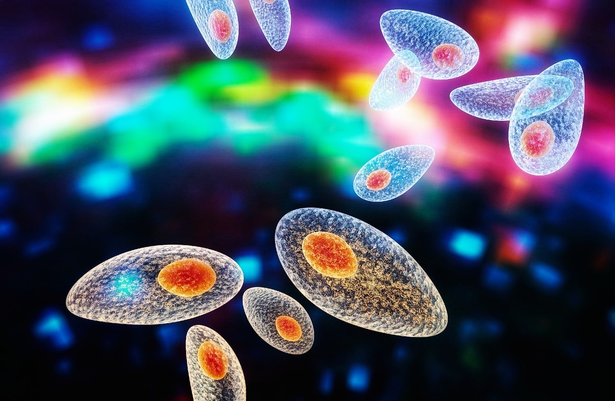 Внешний вид токсоплазмы