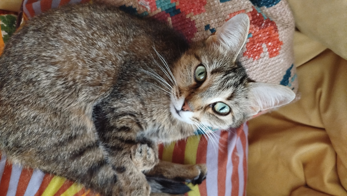 Мурёша через два дня после операции, полегчало