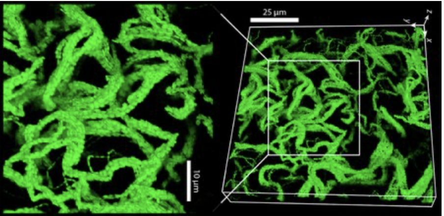 Живое желе www.caltech.edu