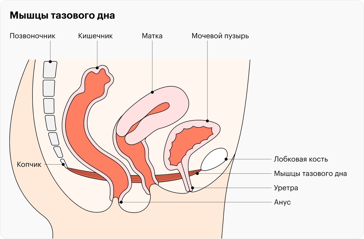 Мышцы тазового дна
