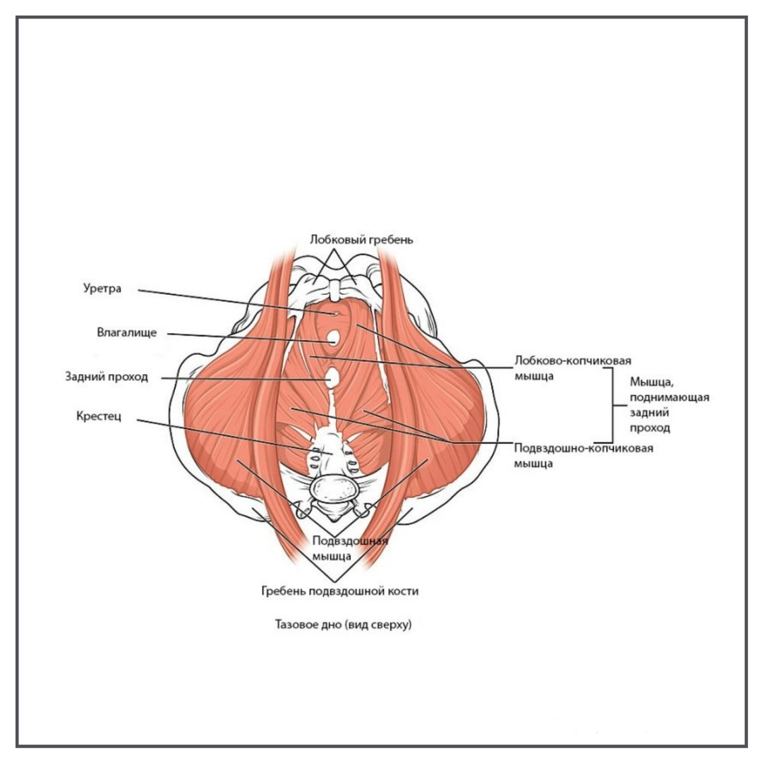 Мышцы тазового дна