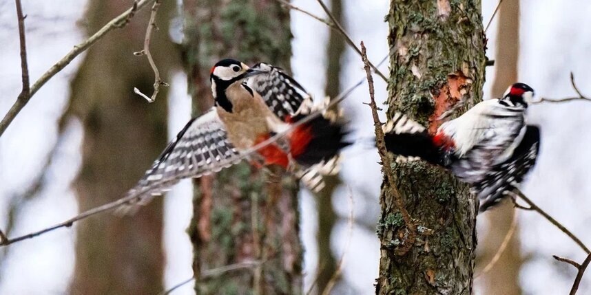    Алена Бобрович