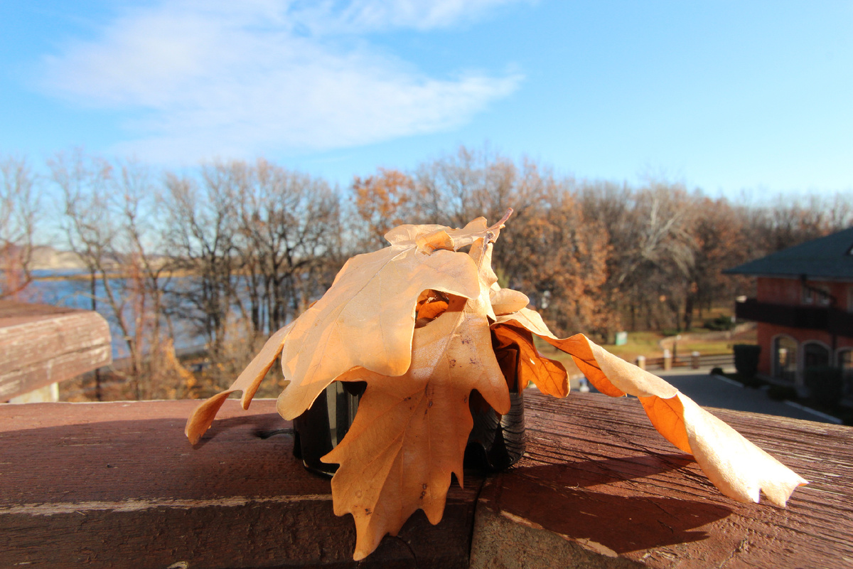 Кленовые листья иногда интереснее всех богатств мира. И сами деньги не нужны - нужно то, что на них покупается