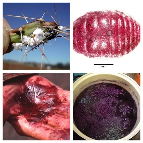 Жуки на кактусах
Крошечные насекомые, выращенные на кактусах, становятся источником яркого карминового пигмента для косметики и продуктов. Какая "прелесть", не так ли?