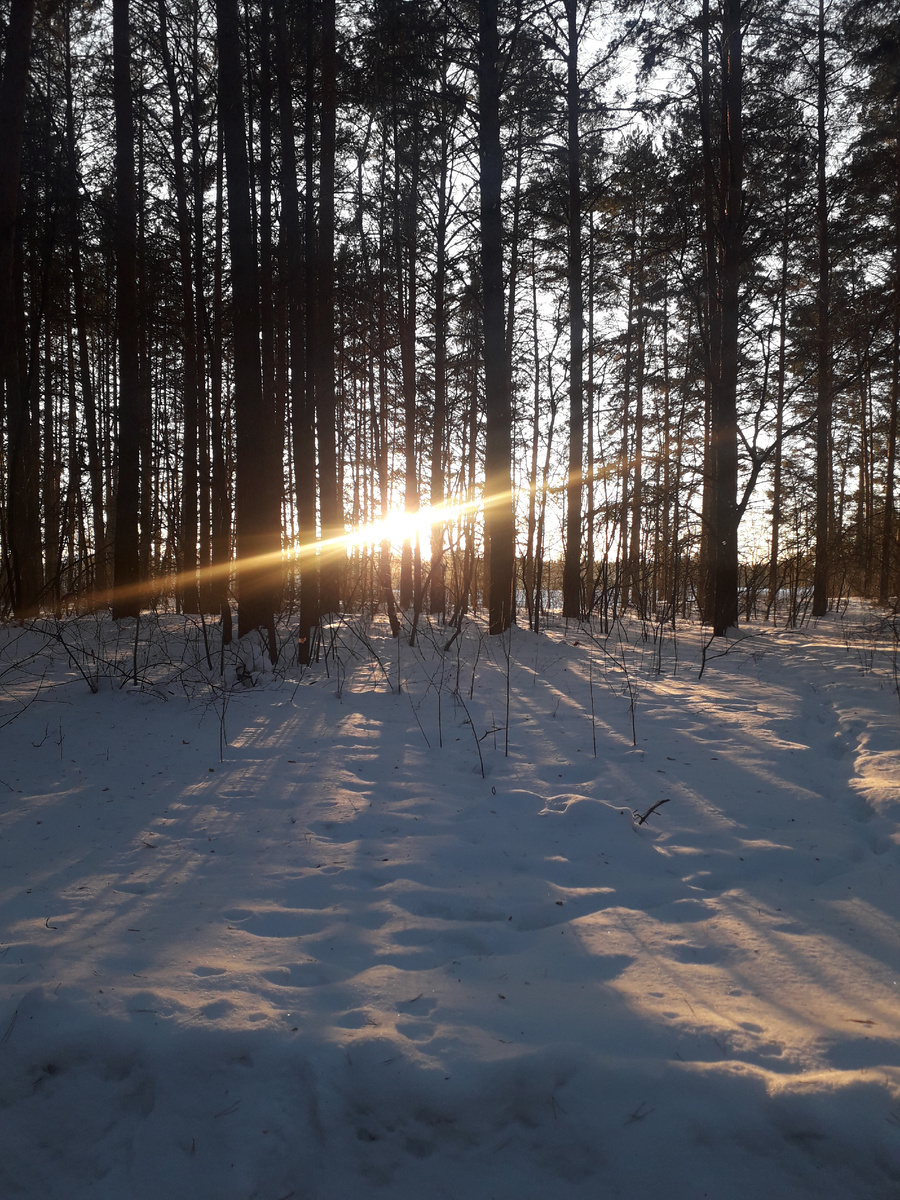Январский лес.