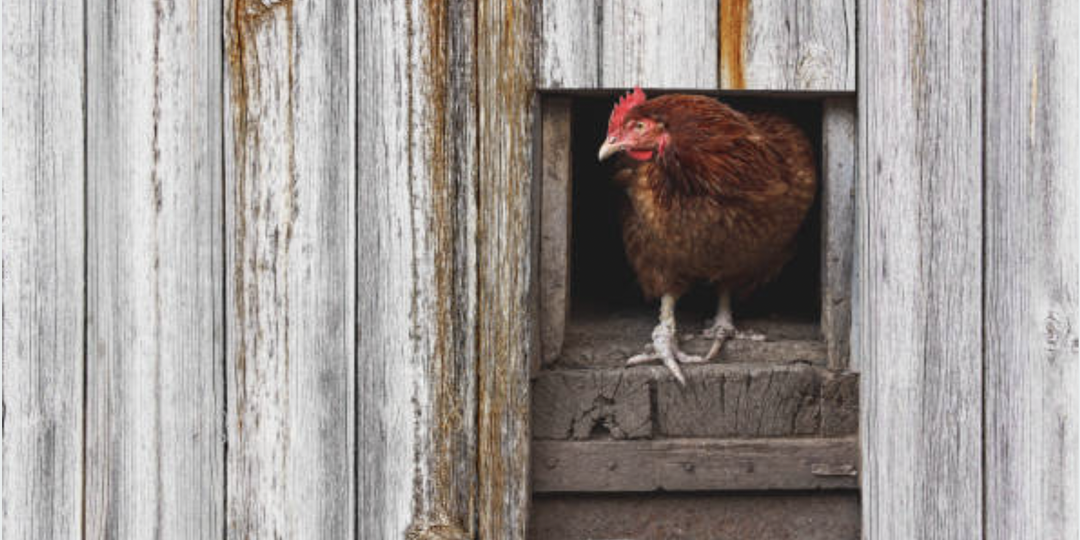 Чем обработать курятник от паразитов? Самый действенный и бюджетный способ.