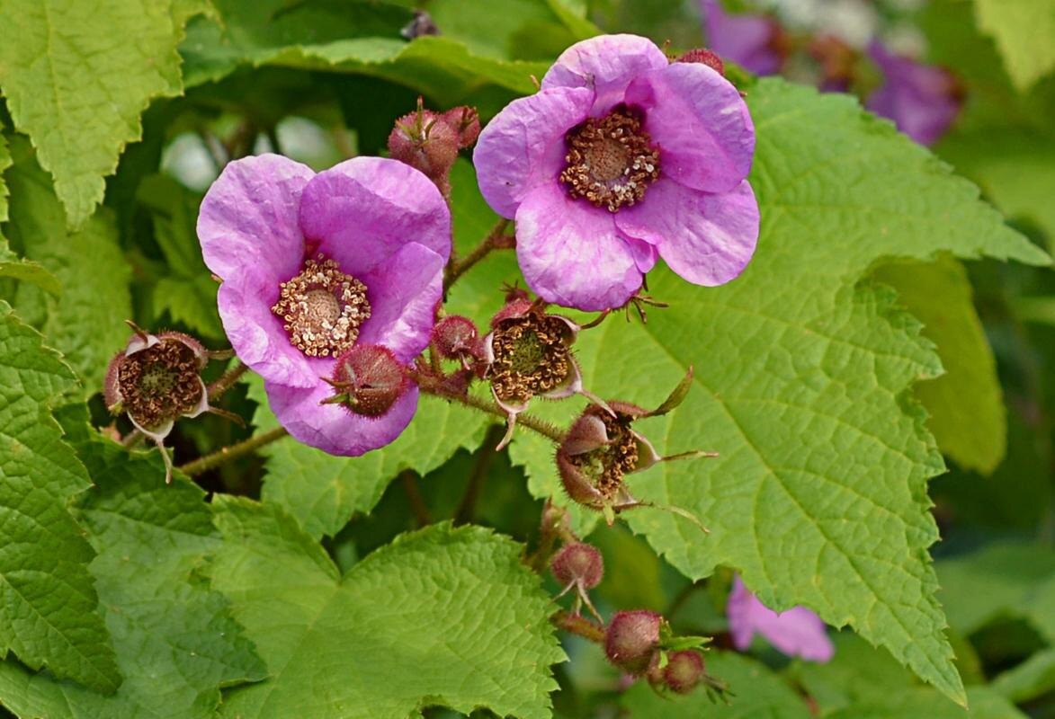    Малина душистая. Фото Зинаиды Федоровой (fedzina)