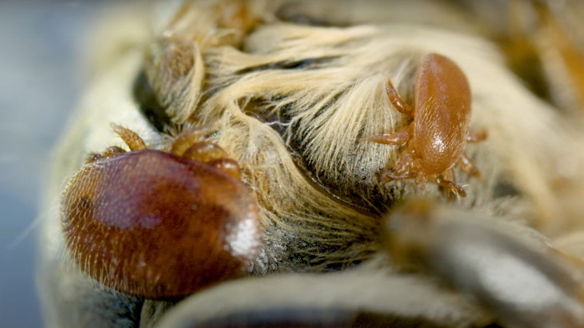 слева - клещ Варроа, справа - клещ Тропи (Тропилаелапс)