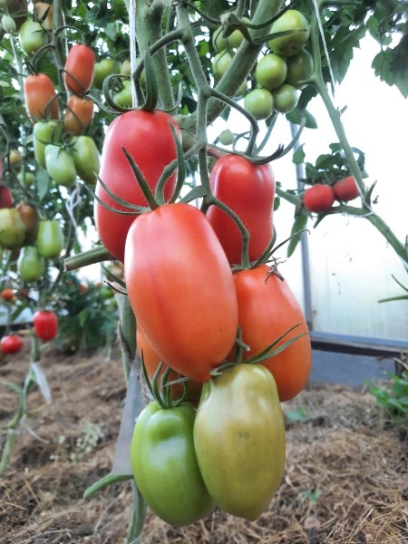 Томат Поззано F1