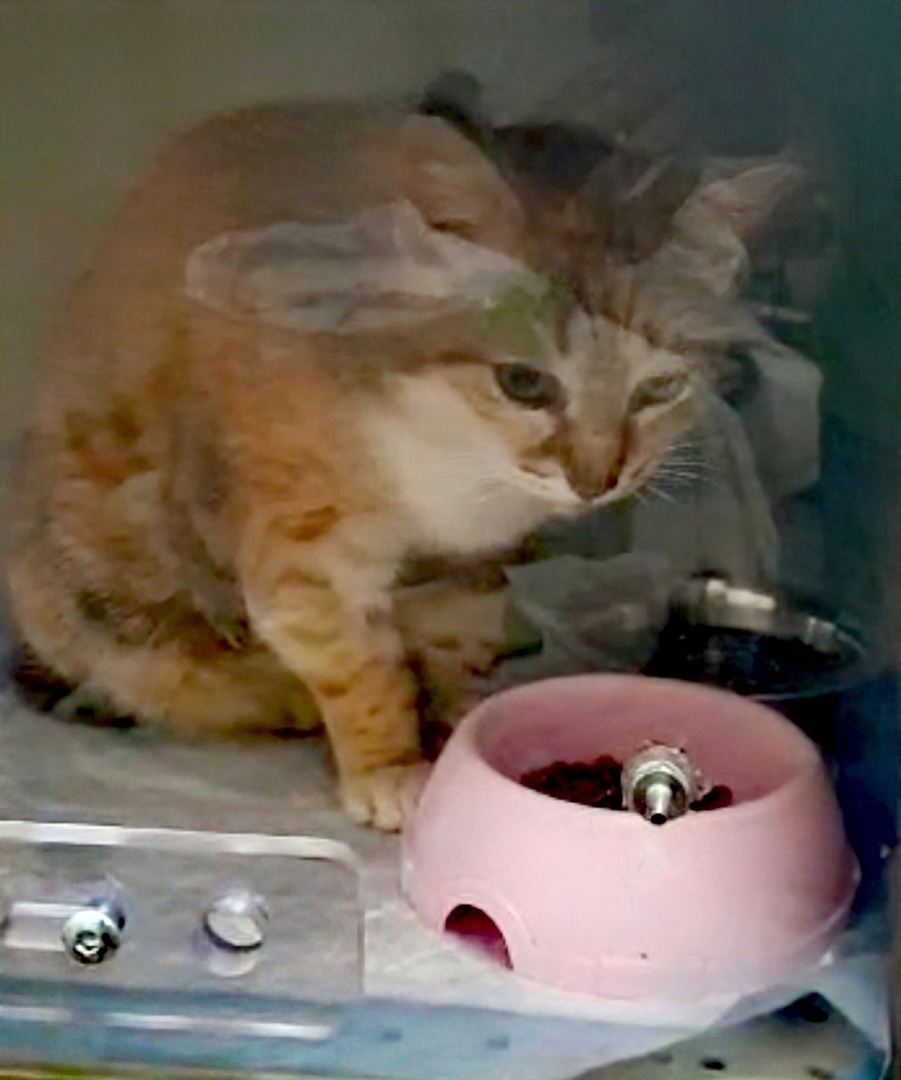 Дарёна в больнице, в кислородной камере, над миской с кормом, который она съест