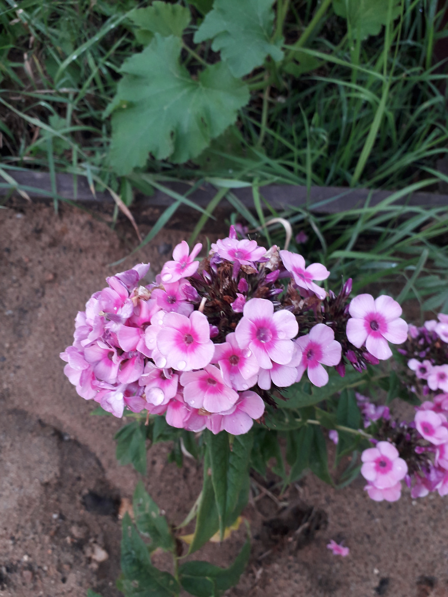 Мои флоксы.