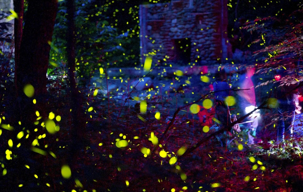 Светлячки в Национальном парке Грейт-Смоки