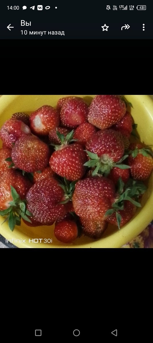 Виктория с нашего огорода. 