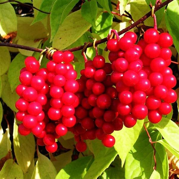 Лимонник. Открытые источники.