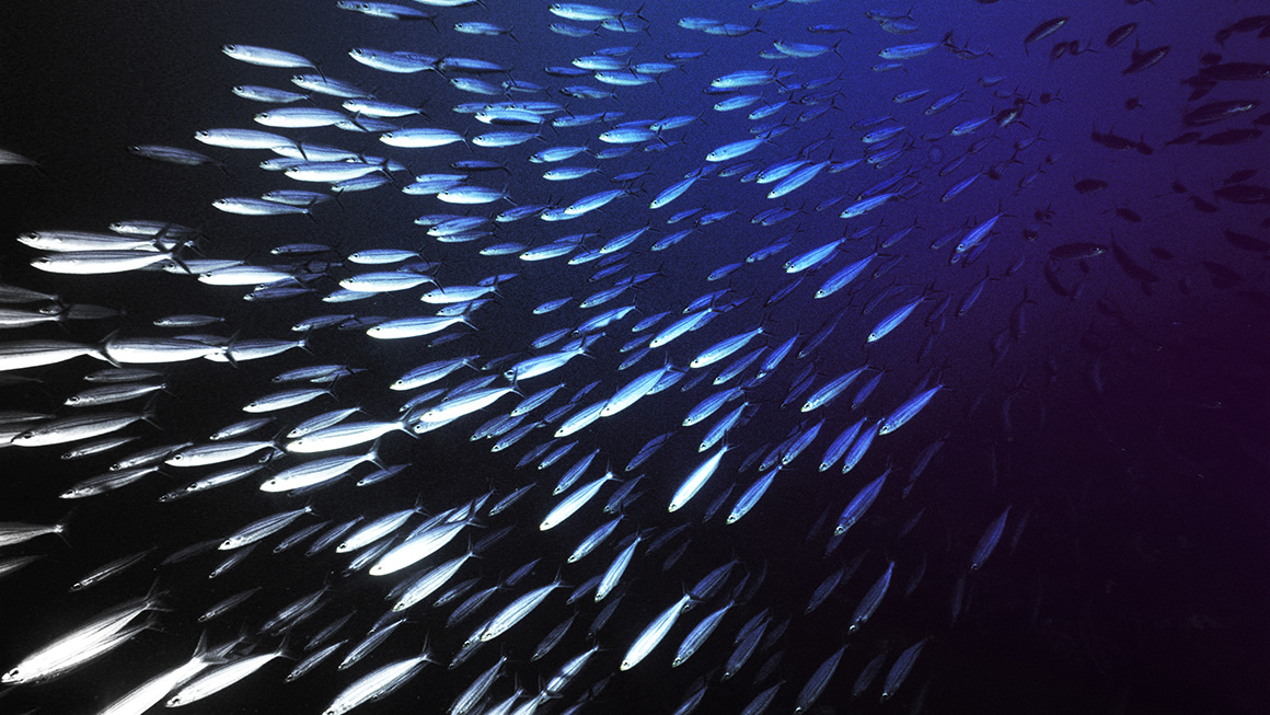 Косяк сайры. Открытые источники.