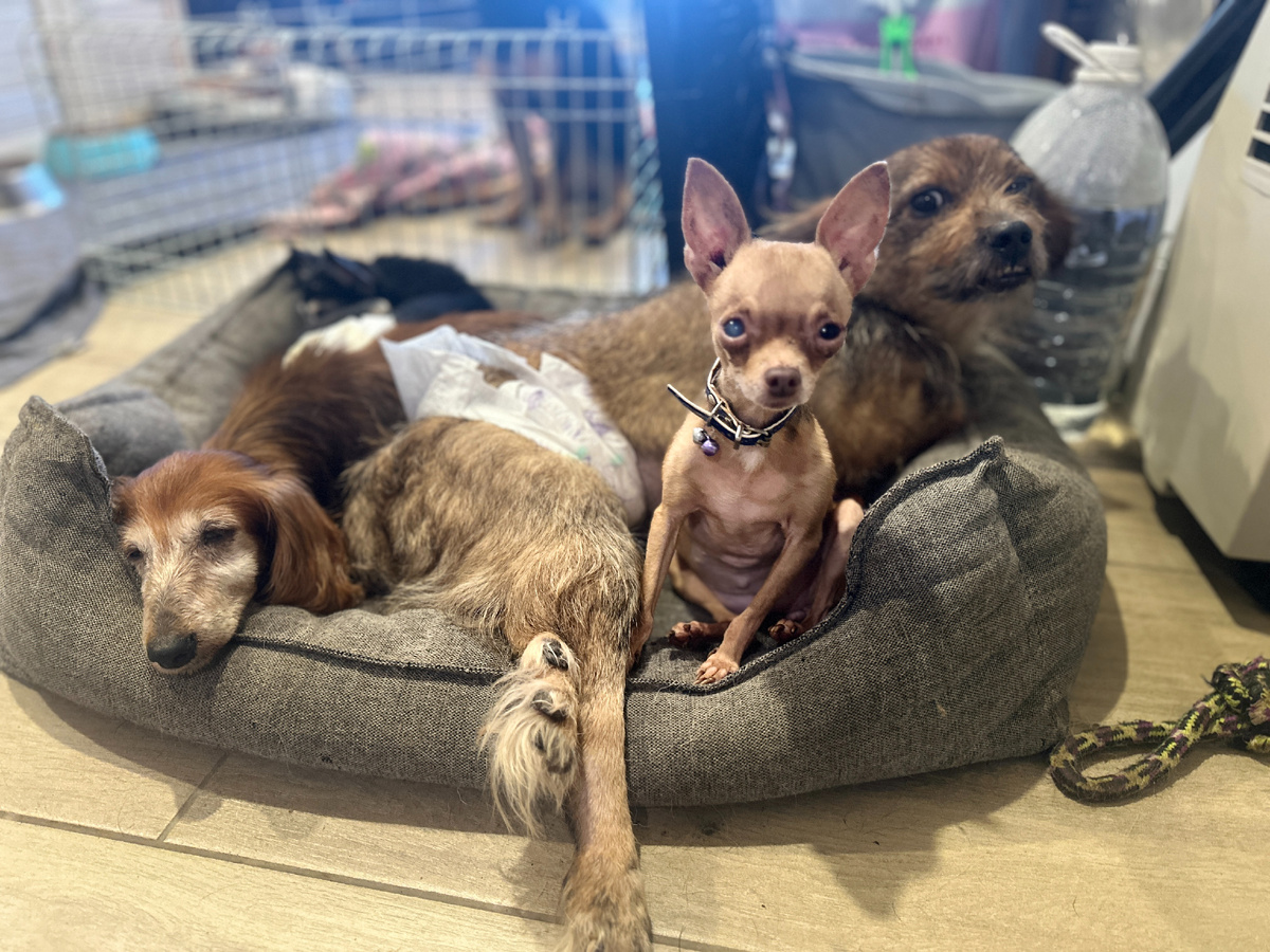 – Мы Карасик с Кнопой – два радостных хвоста, расскажем вам, друзья, чудо-чудеса!