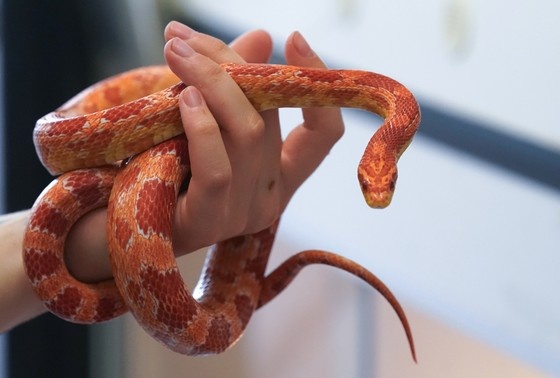    Маисовый полоз