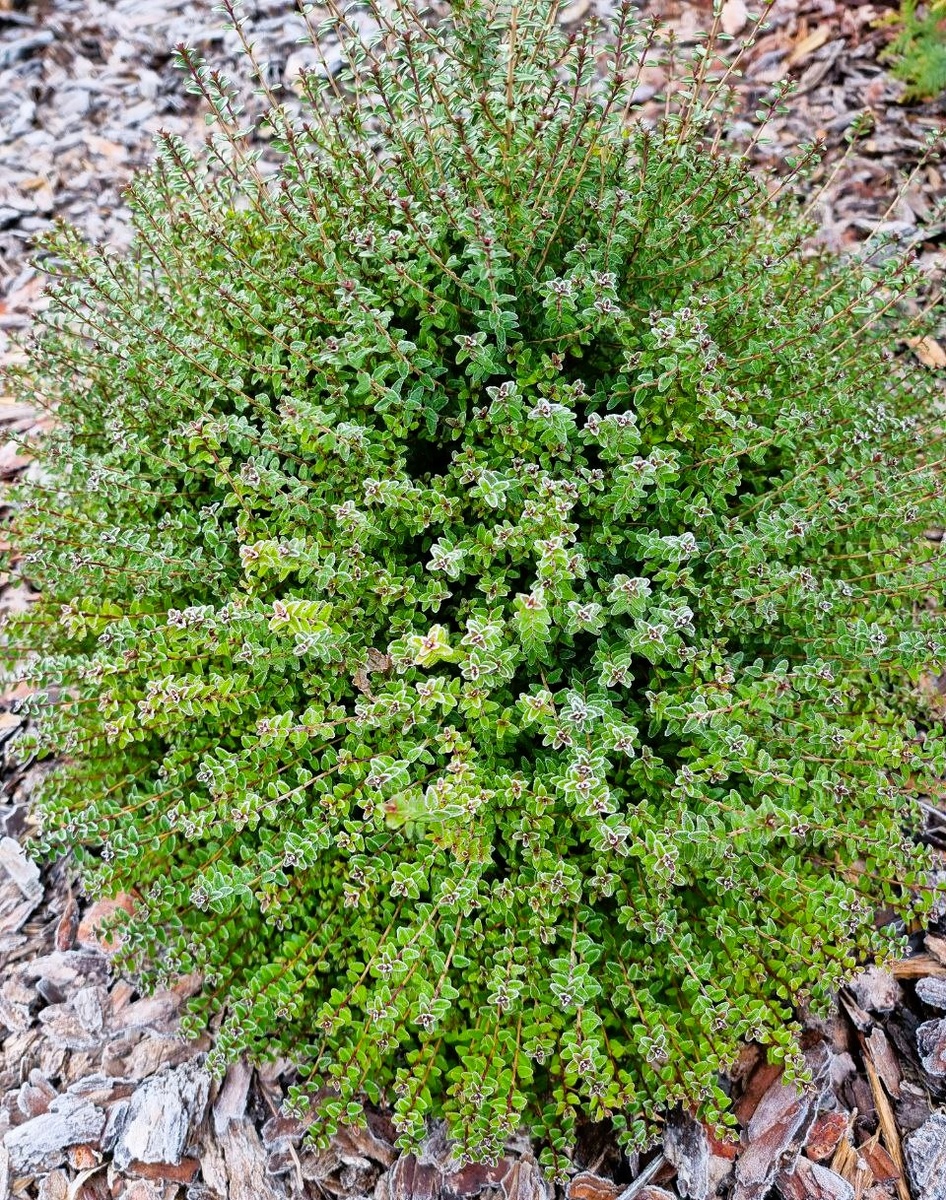 Кустик жимолости блестящей в моем саду. На кончиках веток морозные узоры.