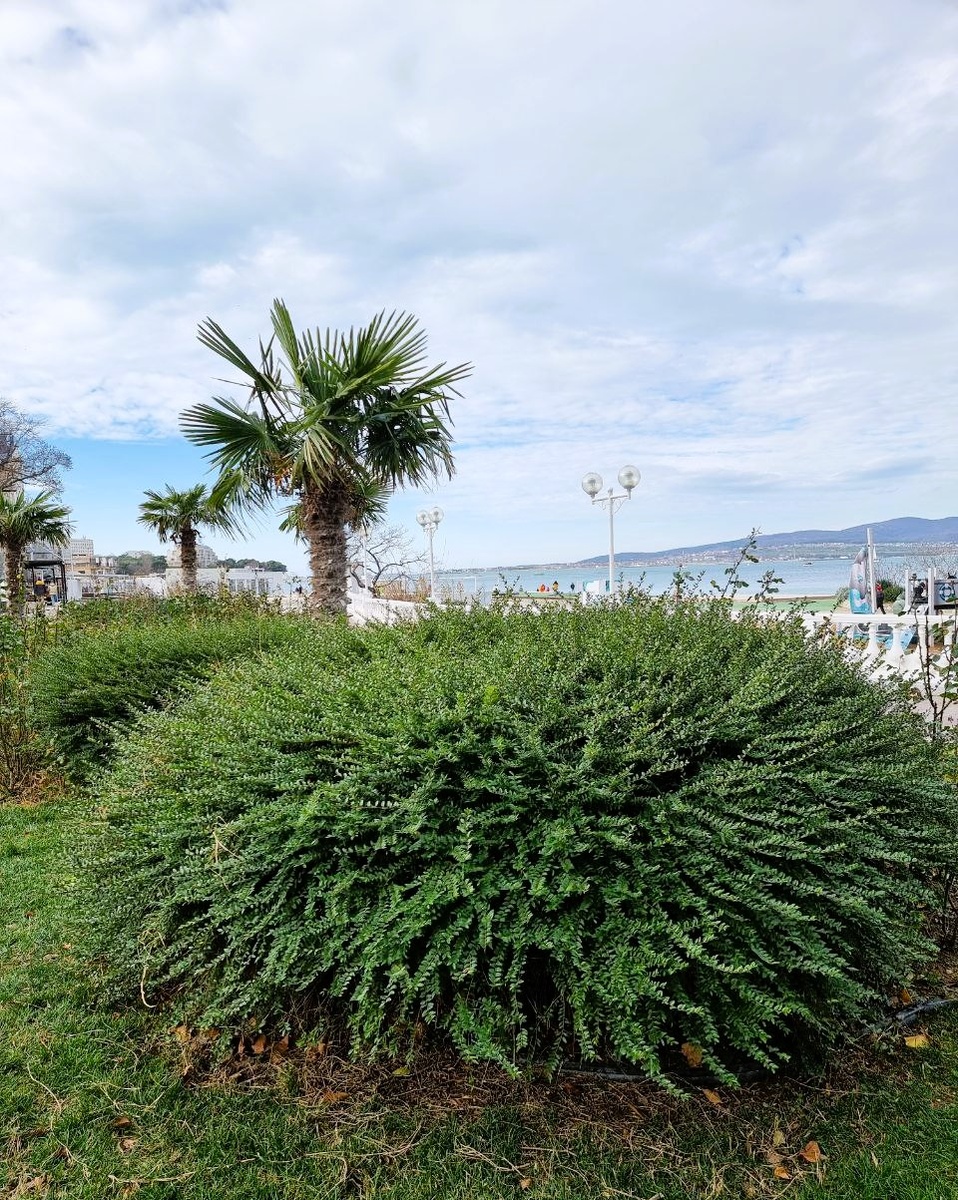 Набережная. Геленджик. Январь.