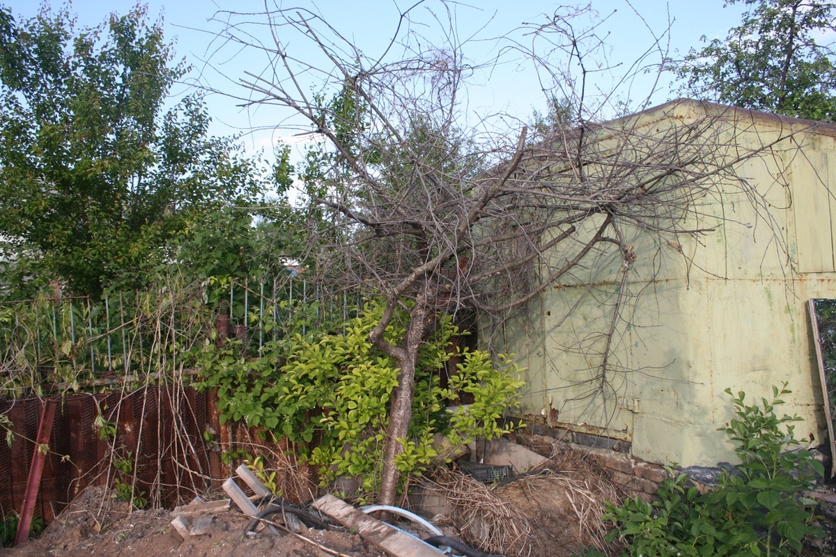 Только "недвижимость" железного сарая подтверждает, что когда-то мой сад выглядел вот так