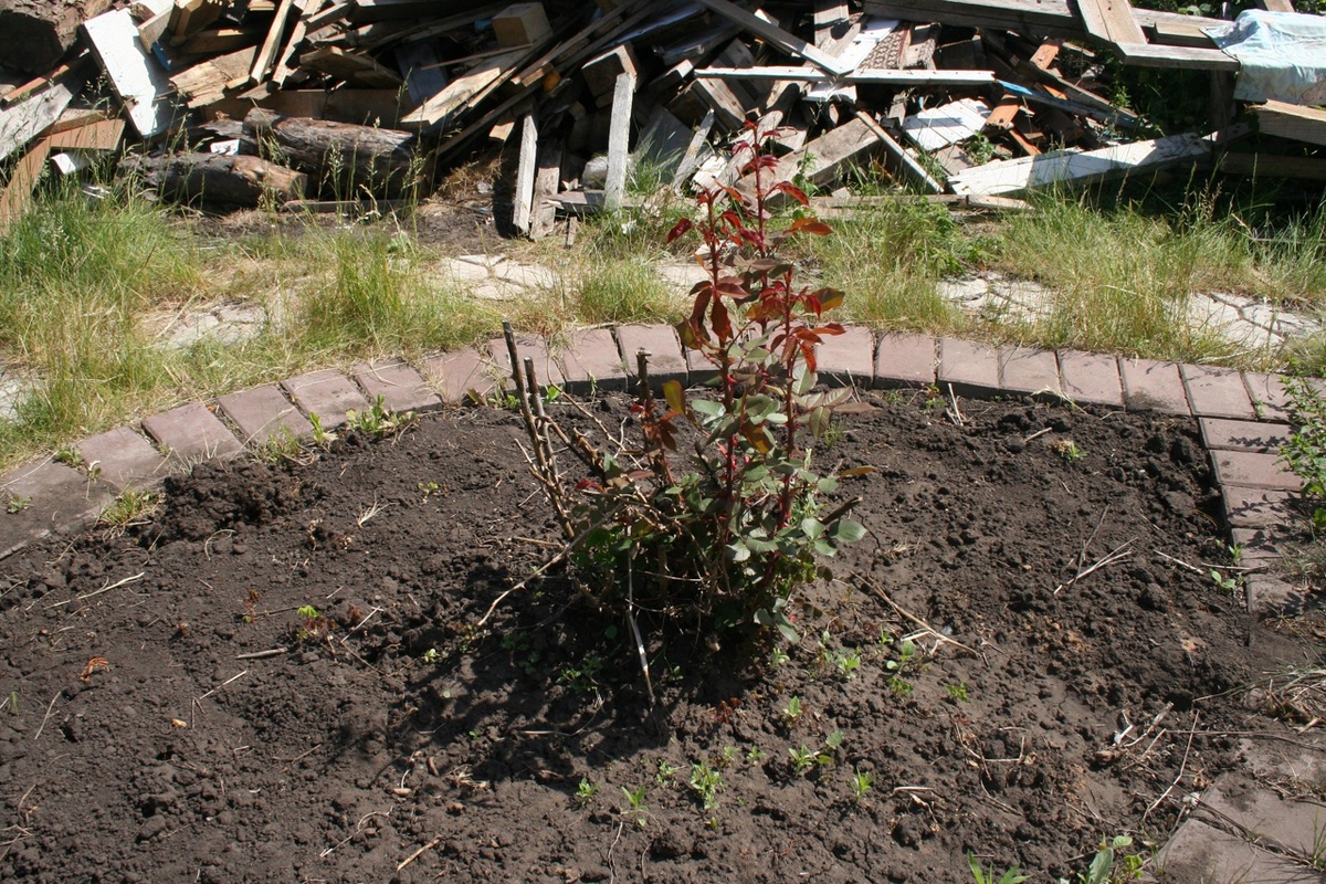 Мой "нулевой километр" - так я осознала, что в саду сами по себе могут расти розы
