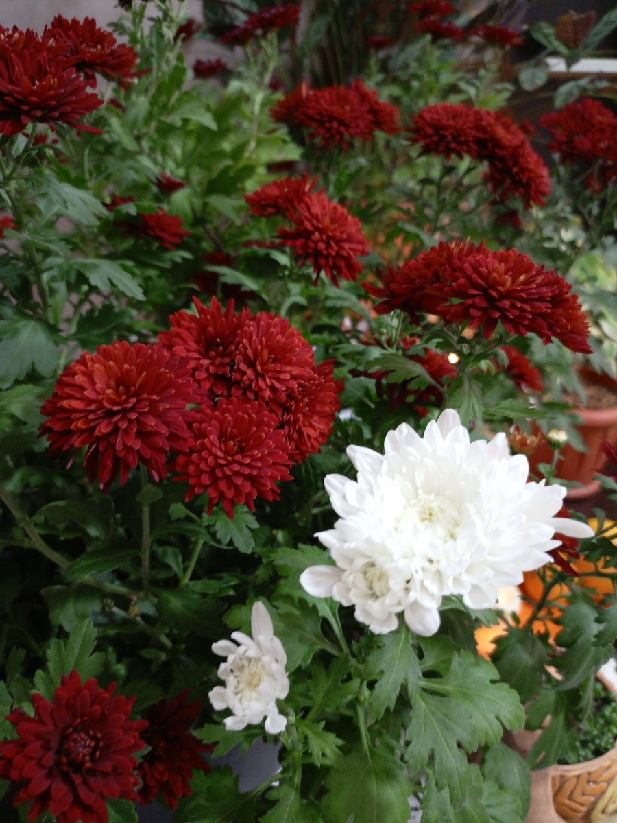 Бархатный глубокий цвет бордовых, чистый свежий оттенок белых