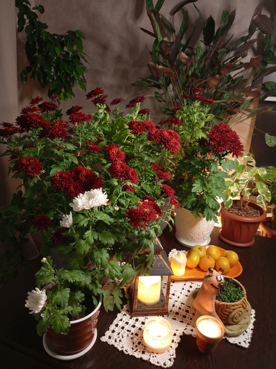 Устроили вечеринку, украсив интерьер хризантемами