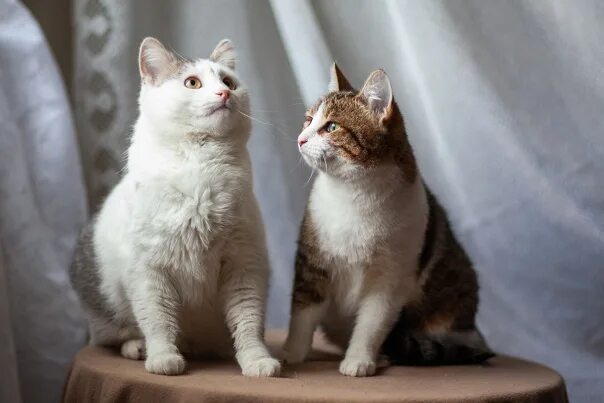 Источник фото: Яндекс картинки