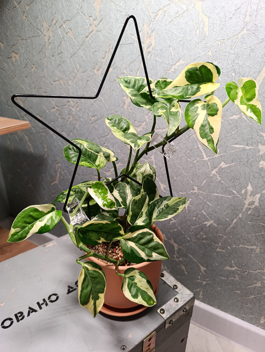 Эпипремну NJoy 