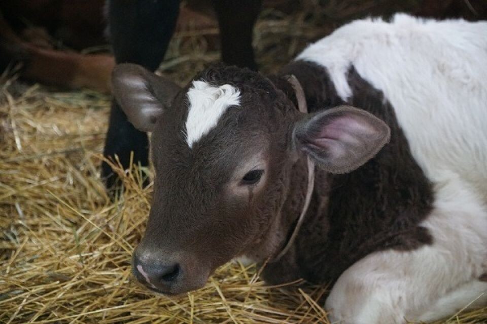    Коровы в ИК-6. Источник: 22.fsin.gov.ru