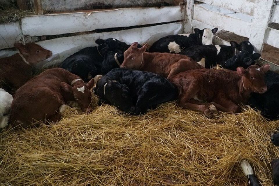    Коровы в ИК-6. Источник: 22.fsin.gov.ru