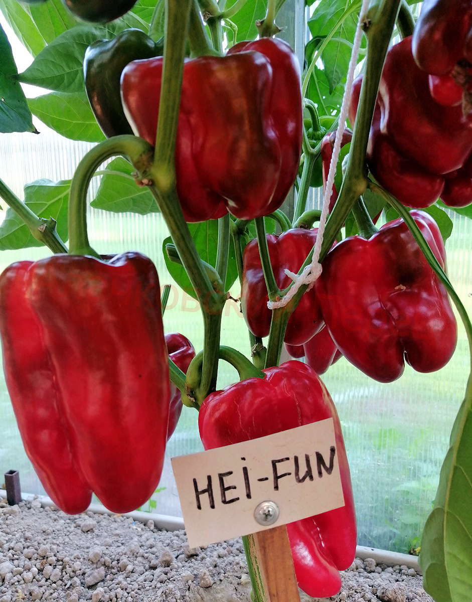 Hei-Fun (Хей –Фан)