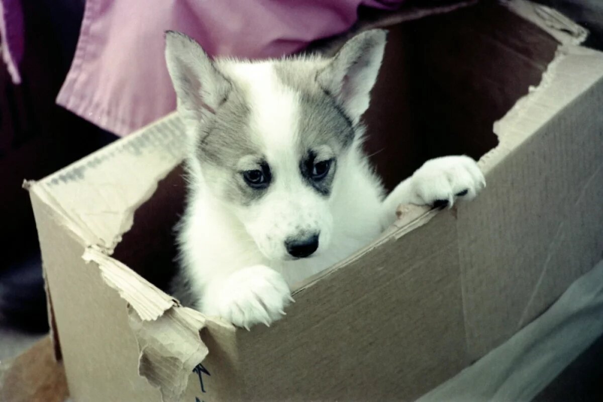    В Уфе на акциях «Ищу человека» пристроили более 120 бездомных животных