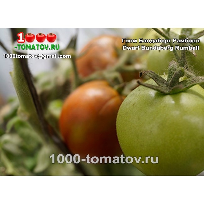 Томат Гном Бандаберг Рамболл Dwarf Bundaberg Rumball 1