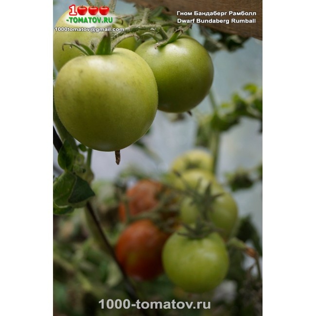 \Томат Гном Бандаберг Рамболл Dwarf Bundaberg Rumball 2