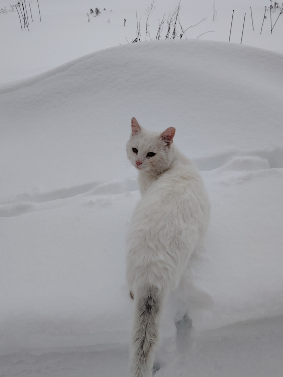 "Сиди дома, сажать рано! Я всё проверил. "