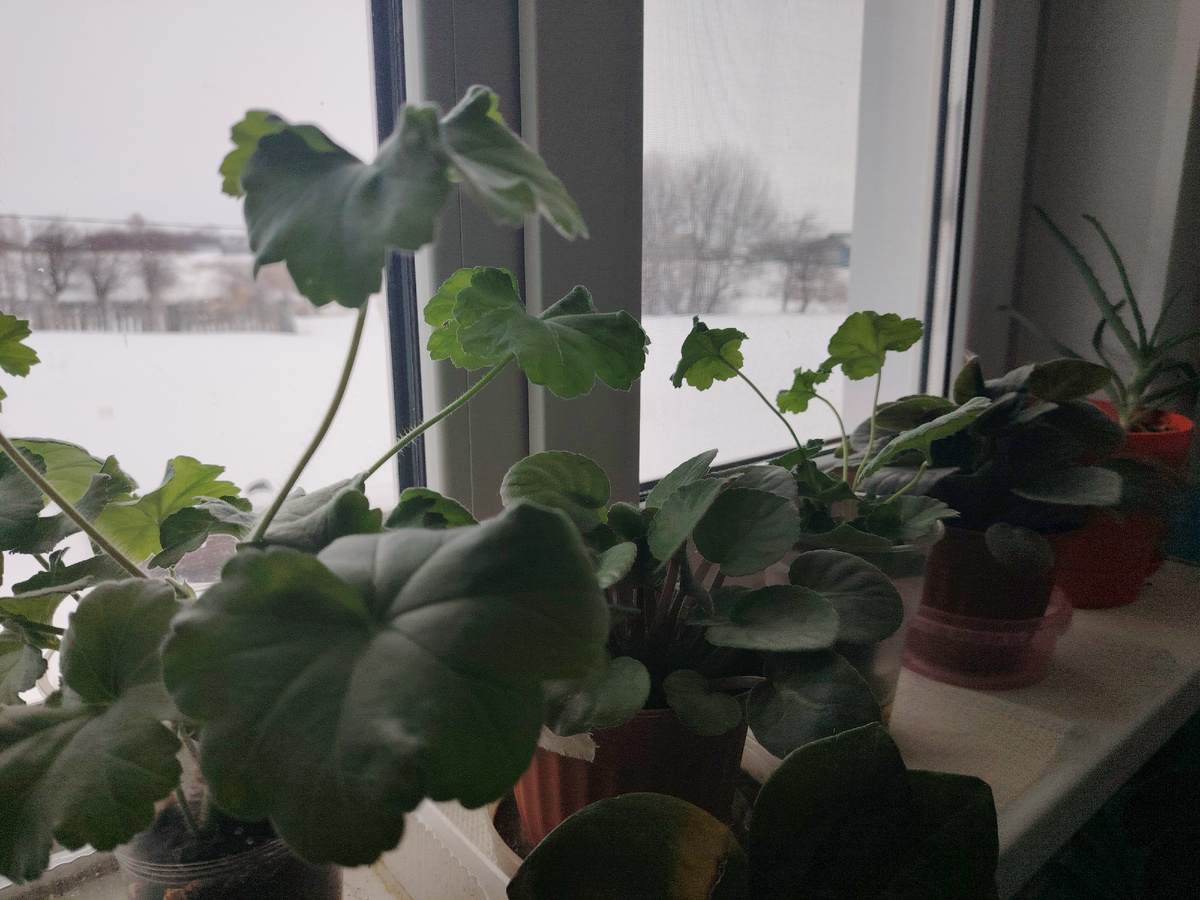 Мои пригожие