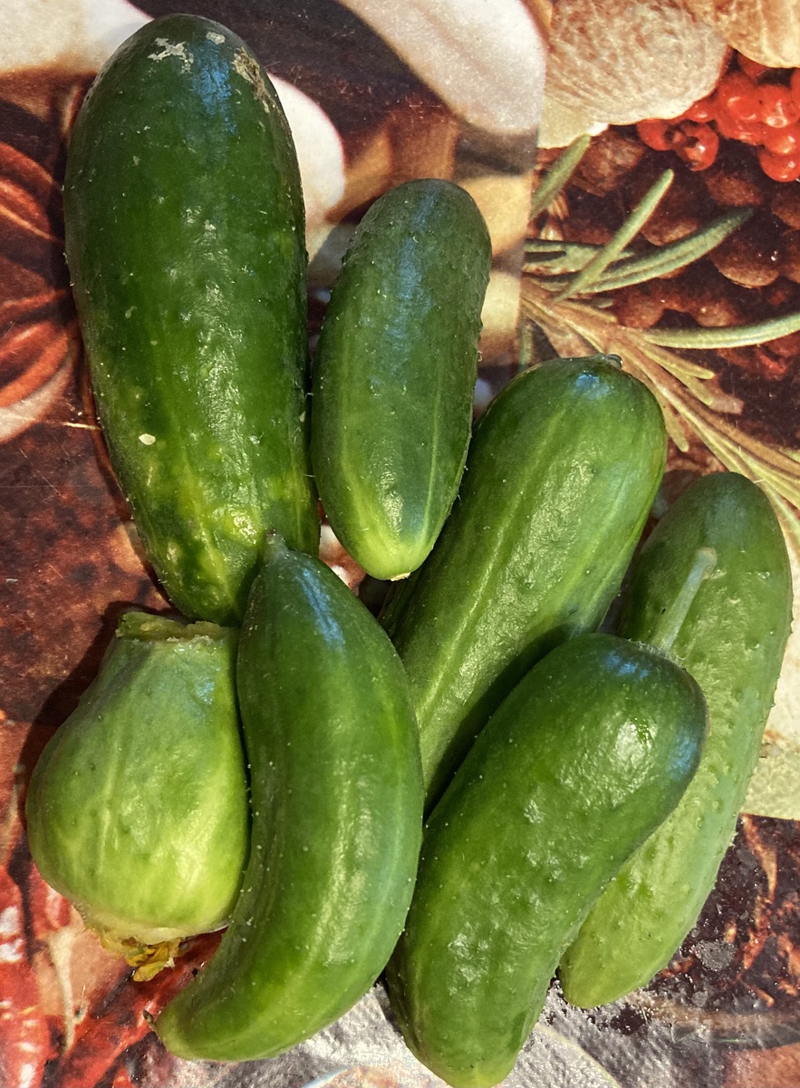 Последний сбор огурцов, смесь сортов, 15 октября 2023 год, поликарбонатная теплица