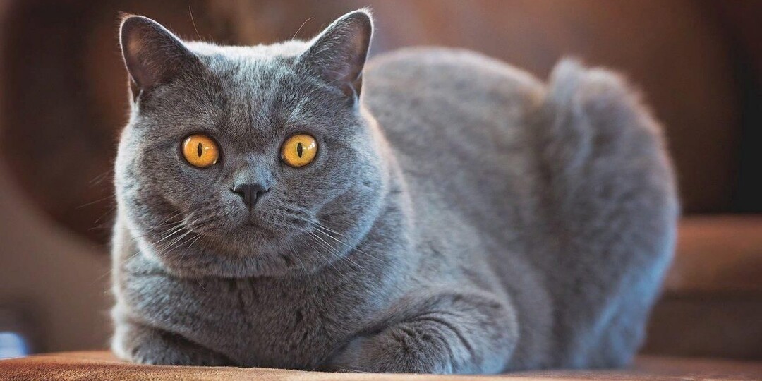 Породы кошек: какие лучше подходят для квартир?