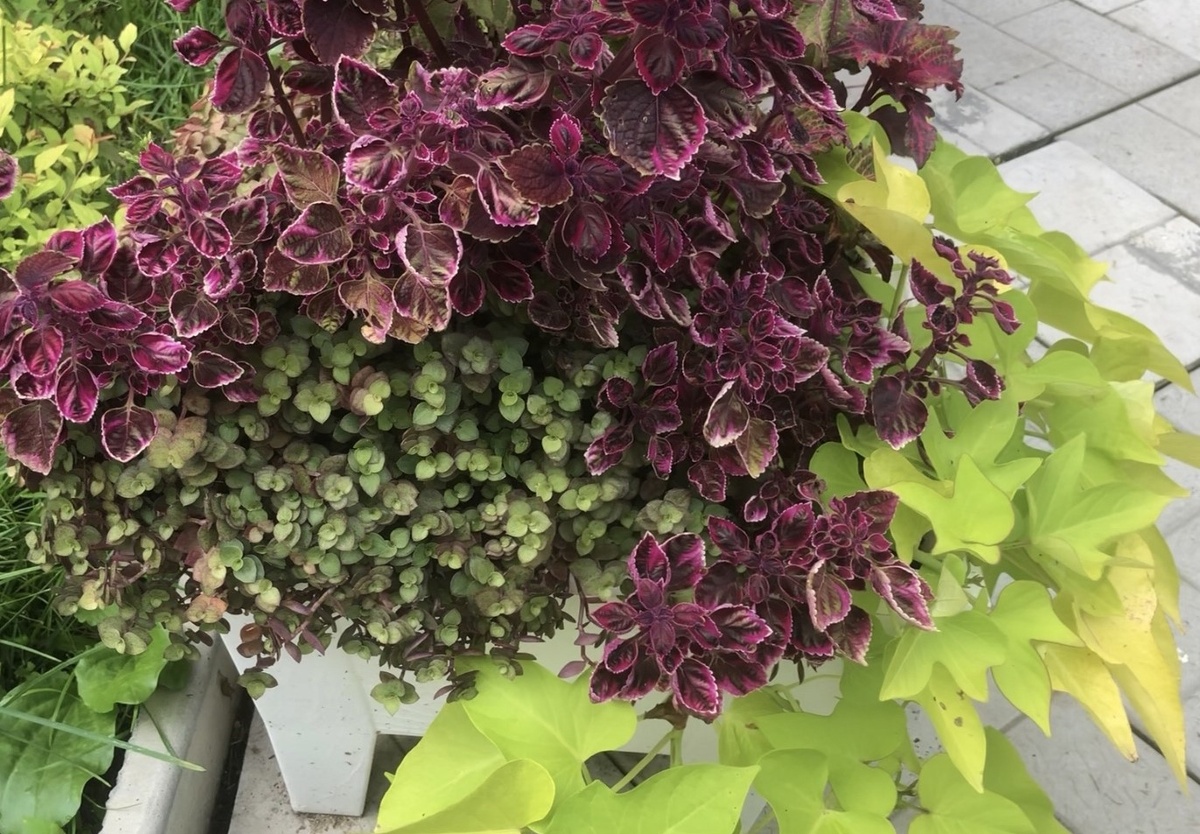 Каллизия в сочетании с колеусом и ипомеей батат